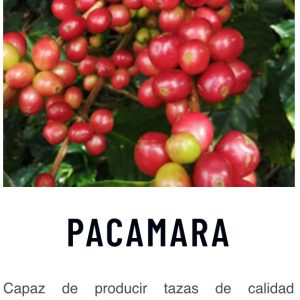 PACAMARA WASHED Green Coffee