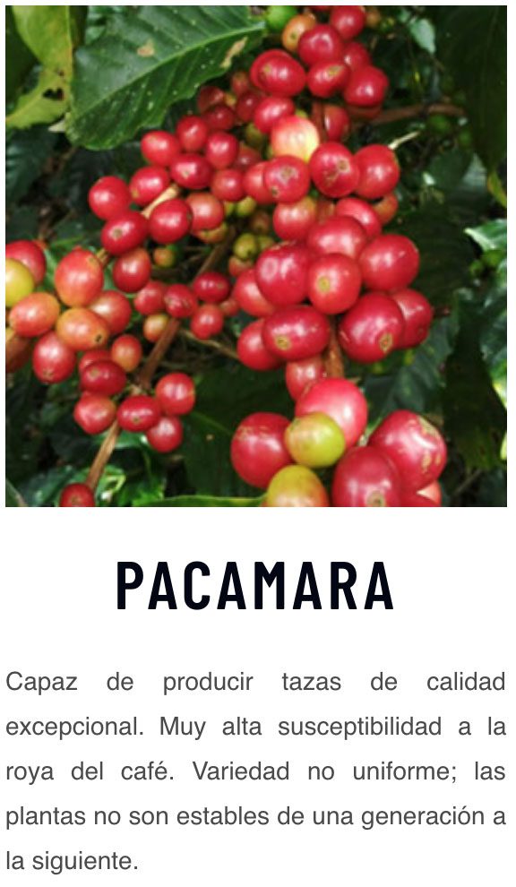 PACAMARA WASHED Green Coffee